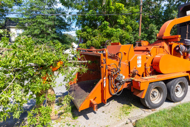 Best Tree Cutting Near Me  in Sudley, VA